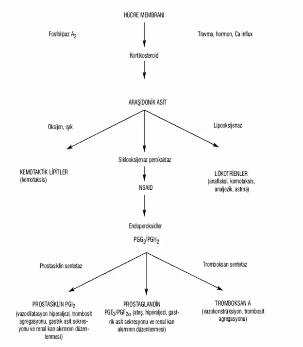 Şekil 6. Prostaglandin sentezi (Kaoso ve Terezhalmy 1994). 