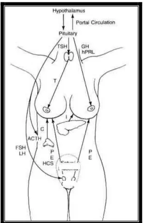 Şekil 13:Hormonal mekanizmanın şematik görünümü 
