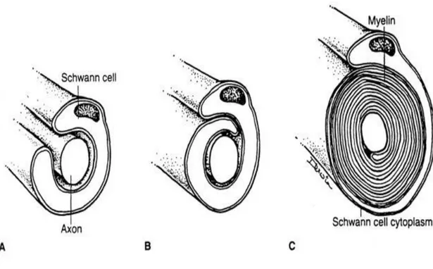 Şekil  8.  Aksonun  Schwann  hücresi  tarafından  miyelinizasyonu  (David  H.Cormack       Essential Histology, 2001, s.228) 