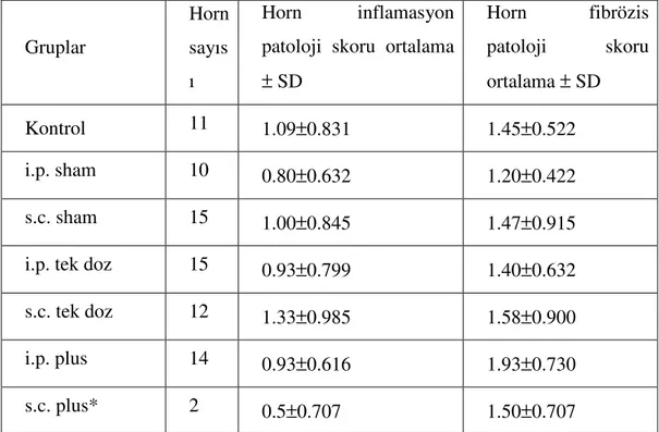 Tablo 8. Adezyon inflamasyon ve fibrözis skor ortalamalarının gruplara göre dağılımı  Gruplar  Horn sayıs ı  Horn  inflamasyon  patoloji  skoru  ortalama ± SD  Horn  fibrözis patoloji skoru  ortalama ± SD  Kontrol  11  1.09±0.831  1.45±0.522  i.p