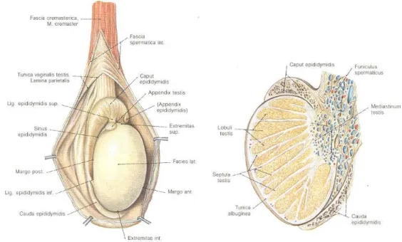 Şekil 6: Testis ve epididimin damarları (18). 