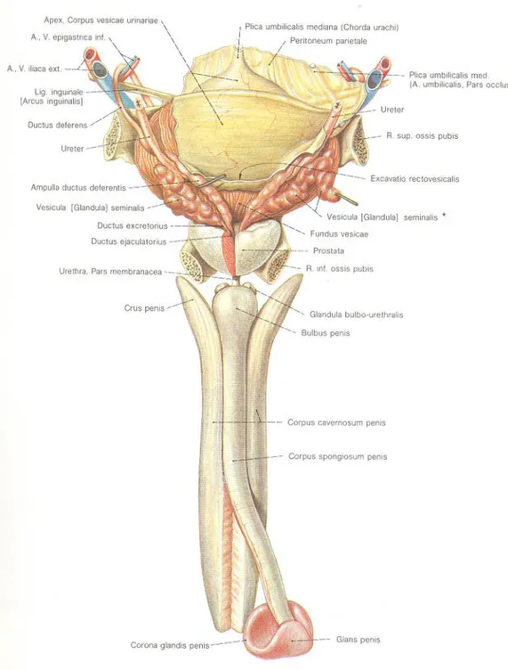 Şekil 7: Erkek genital sisteminin posteriordan görünüşü (18). 