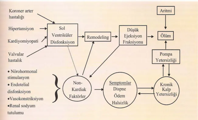 Şekil 1. Kalp yetersizliği patogenezi 