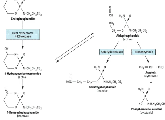 Şekil 2: Siklofosfamidin moleküler yapısı ve metabolizması (17). 