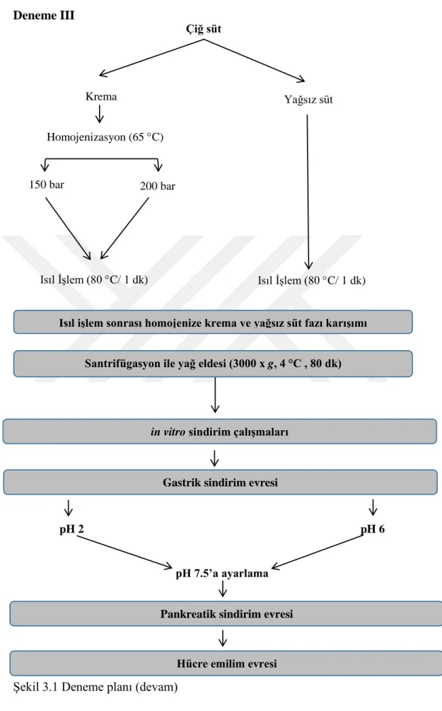 ġekil 3.1 Deneme planı (devam) 