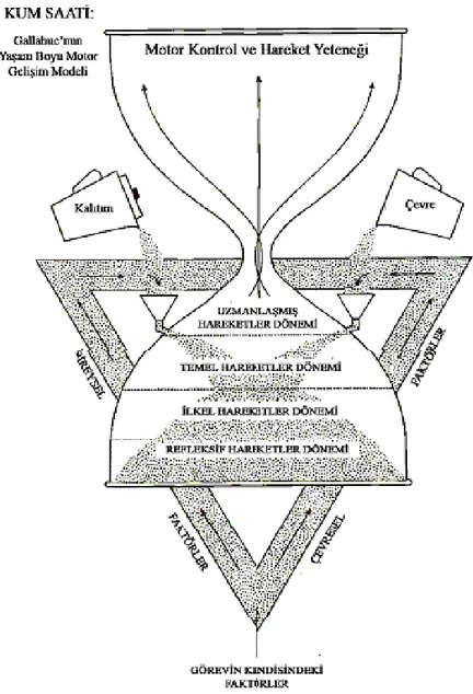 Şekil  2.  Gallahue’nun  Kum  Saati  Yaşam  Boyu  Motor  Gelişim  Modeli  (Gallahue ve  Ozmun, 2006) 