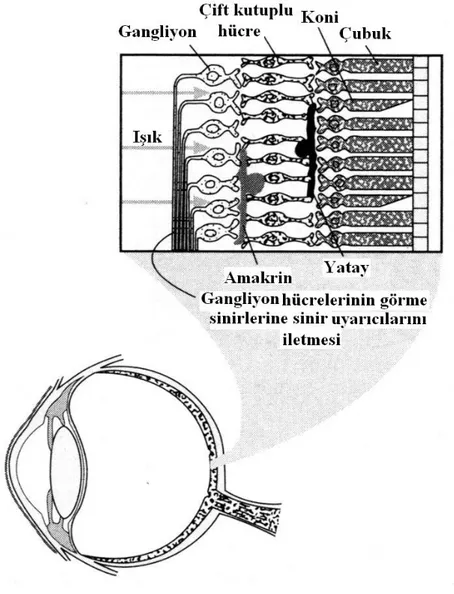 Şekil - 13.  Retinal ve Gangliyon Hücre Bağlantısı Yapısının  Şematik Tasviri  (Hubel, 1988: 37’den,  yararlanarak düzenlenmiştir.) 