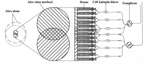 Şekil - 14.  Tipik Bir Gangliyon Alıcı Alanı Diyagramı  (Hubel 1988: 44,   yararlanarak düzenlenmiştir.)  