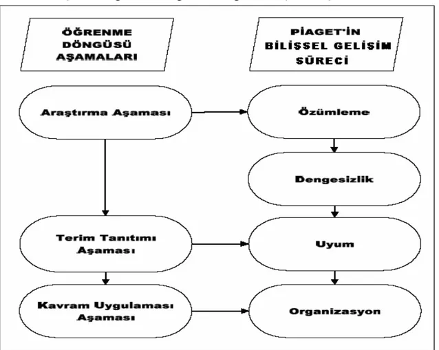 Şekil 2: Öğrenme Döngüsü ve Piaget’in Bilişsel Gelişim Süreci 