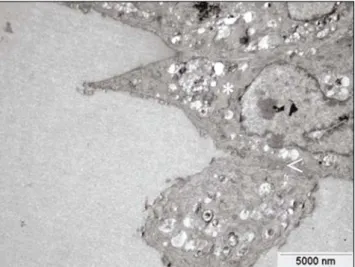 Şekil 2.embriyonik fare fibroblastlarının % 2 ‘lik kitozan membran formunun 