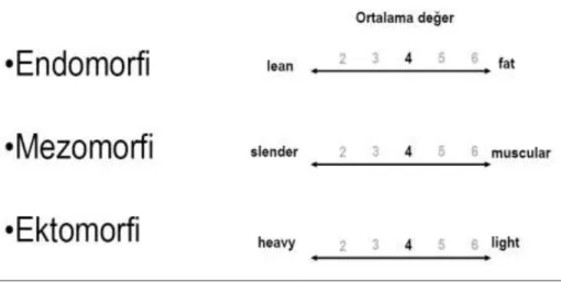 Şekil 2. Somatotip bileşenleri 