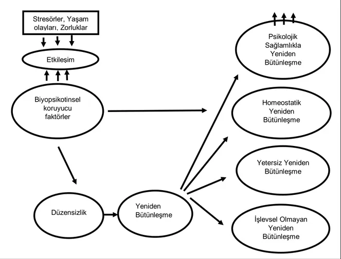 Şekil 2. Psikolojik sağlamlık modeli (Richardson, Neiger, Jensen ve Kumpfer, 1990)  Esneklik modeli bireyin yaşamında zaman içindeki tek bir noktayı göstermektedir