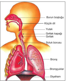 Şekil 1. Ses aygıtının enine kesiti (Meb, 2018). 