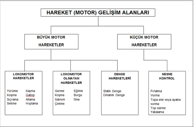 Şekil 2. Hareket gelişim alanları şeması (Muratlı, 1997). 