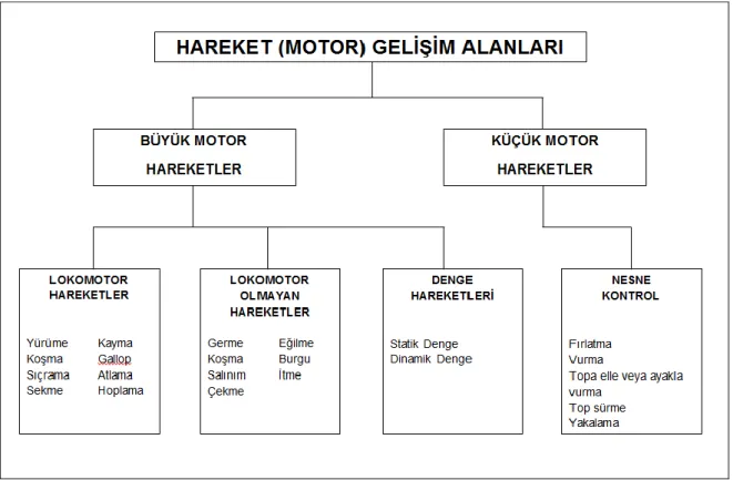 Şekil 2. Hareket gelişim alanları şeması (Muratlı, 1997). 