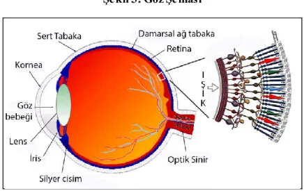 Şekil 3: Göz Şeması 