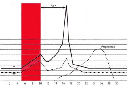 Şekil  3:  Klomifen  sitrat  ile  over  stimülasyonunda  FSH,  LH  ve  progesteron  düzeylerindeki değişim gösterilmiştir