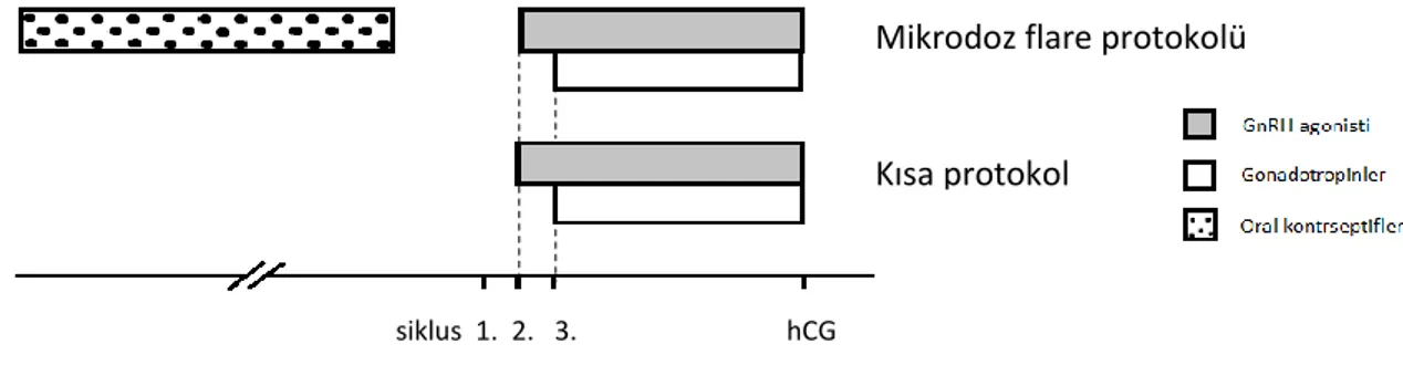 Şekil 5: GnRH agonistleri ile kısa protokolde siklusun 2. günü GnRH agonistleri  ve  3