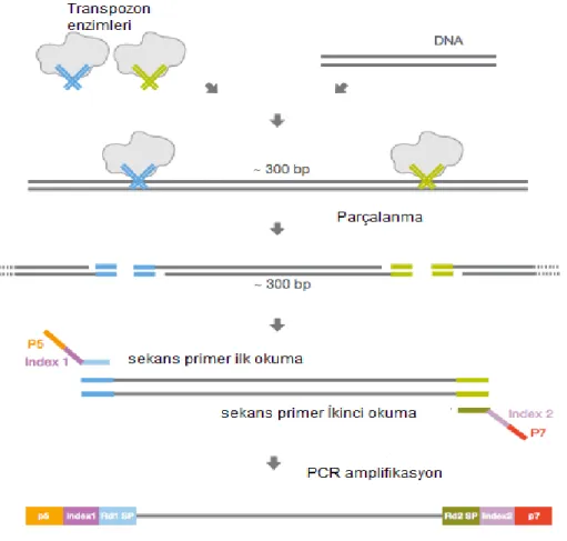 Şekil 8.DNA tegmentasyonu ve PCR amplifikasyonu (Nextera XT DNA Sample Preparation  kit, ABD) 