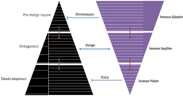 Şekil 4: İmmün düzenlenme