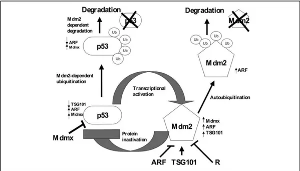 Şekil 3:  MDM2 ve p53'ün düzenleyici olayları.  