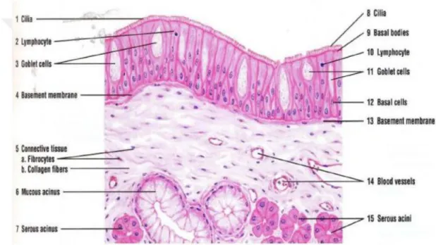 Şekil 1: Hemotoksilin eozinofil boyalı larengeal yalancı çok katlı kolumnar epiteli 