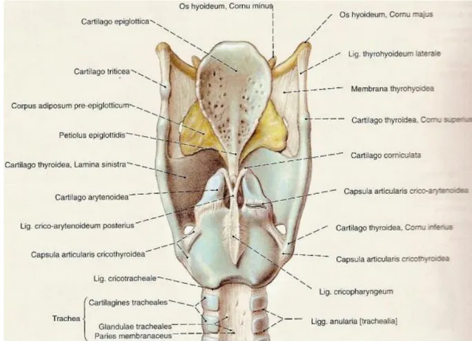 Şekil 5: Larenks iskelet yapısının ve ligamentlerinin şematik gösterimi 