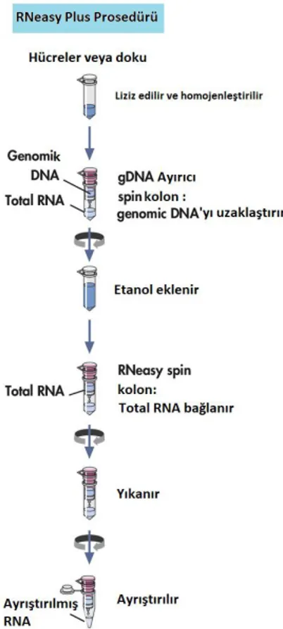 Şekil 7: Qiagen RNeasy Plus total RNA izolasyonu kit protokolü 