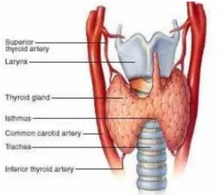 Şekil 1: Tiroid bezi anatomisi ve komşulukları 
