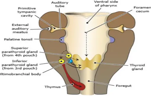 Şekil 2: Tiroid bezi embriyolojisi 