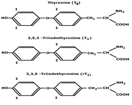Şekil 3: Tiroid bezi  hormonları 