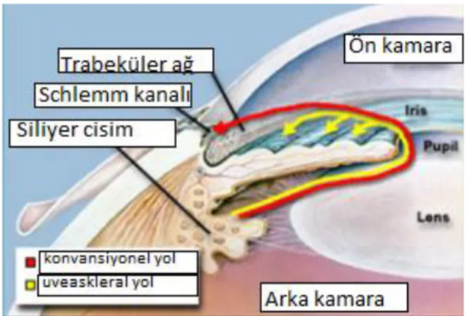 Şekil 1: Trabeküler Ağ ( http://www.gozkusurlari.com/goz-anatomisi/) 