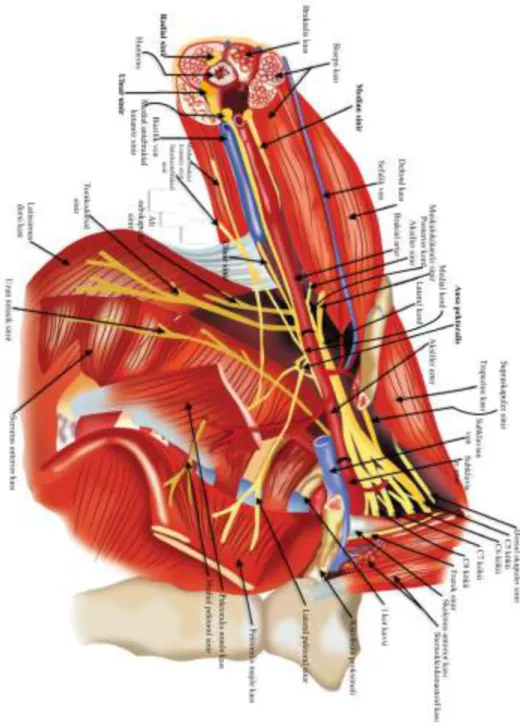 Şekil 1 - Aksiller bölge nörovasküler anatomisi 