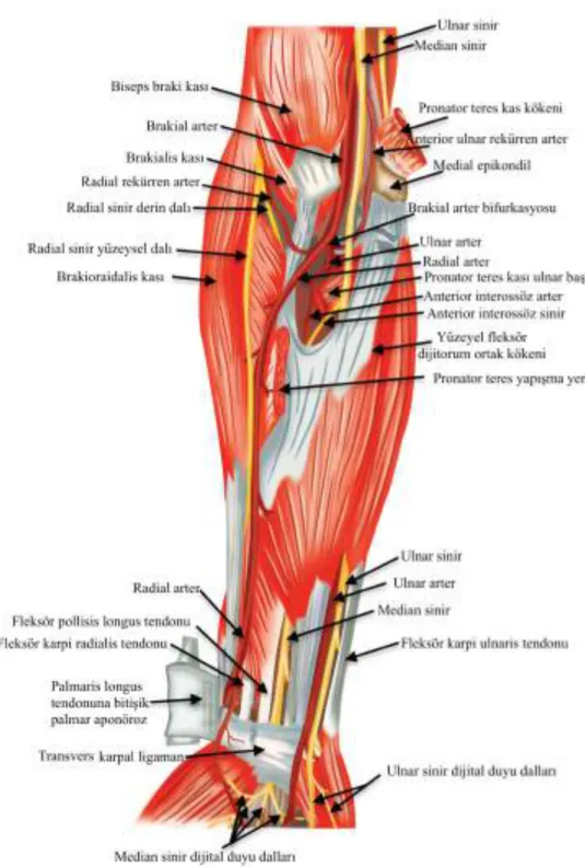 Şekil 2 – Ön kol palmar bölge anatomisi (derin) 