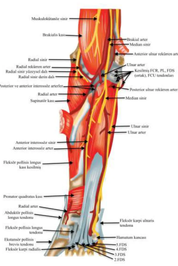 Şekil 3 – Ön kol palmar bölge anatomisi (daha derin) 