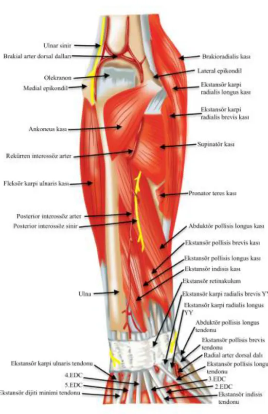 Şekil 4 – Ön kol Dorsal bölge anatomisi 