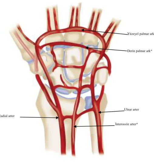 Şekil 6 – Palmar ark anatomisi 
