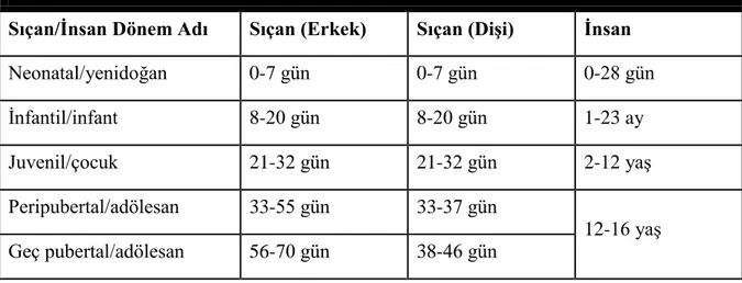 Tablo 1. Sıçan ve Ġnsanda Doğum Sonrası GeliĢim Dönemleri  (21).  Sıçan/Ġnsan Dönem Adı  Sıçan (Erkek)  Sıçan (DiĢi)  Ġnsan 