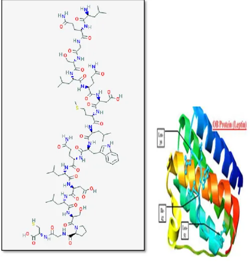 Şekil 1: Leptin hormonunu kimyasal yapısı (a) ve 3 boyutlu protein yapısı (b).  