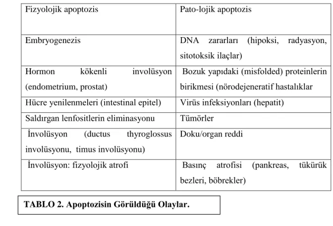 TABLO 2. Apoptozisin Görüldüğü Olaylar. 