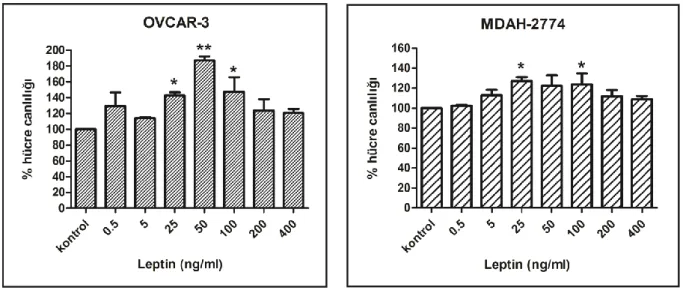 Şekil 5: OVCAR-3 hücre hattında 48 saat serum açlığı sonrası 24. saatte ve MDAH-2774 hücre 