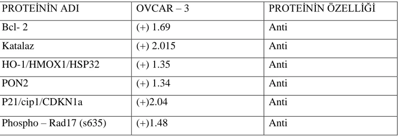 Tablo 5: OVCAR-3 hücre hattında 48 saat serum açlığının ardından 24 saatlik 50 ng/ml leptin 