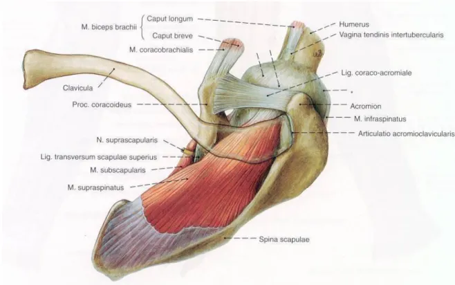 Şekil 10: M. supraspinatus’un anatomik yerleşimi (49) 