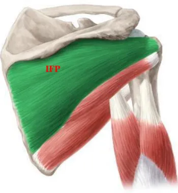 Şekil 11: IFP: M. infraspinatus’un anatomik yerleşimi (50) 