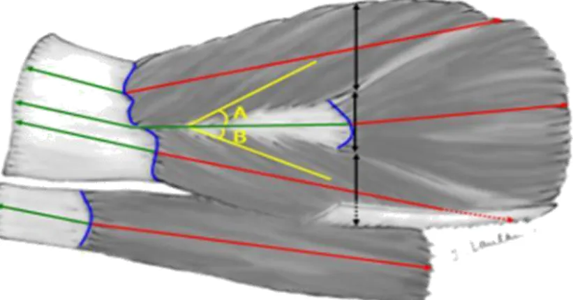 Şekil 13: Aº ve Bº : Pennasyon açısı, kas uzunluklarının ölçüldüğü bölümler  kırmızı  çizgi  ile,  tendon  uzunluklarının  ölçüldüğü  bölümler  yeşil  çizgi  ile  gösterilmiştir