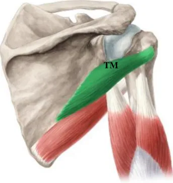 Şekil 14: TM: m. teres minor (52) 