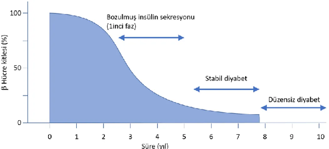 Şekil  1:  Pankreas  β  hücre  kaybına  ve  nihayetinde  diyabetin  klinik  gelişimine  yol 