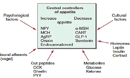 Şekil 3: İştahı düzenleyen faktörler (28) 