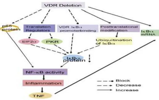 Şekil 7:  VDR delesyonu - NFκB aktivasyonu ve inflamasyon 