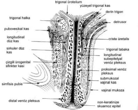 Şekil -2 :Üretra (b) 